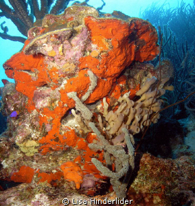 "Fully loaded" coral head at Atlantis dive site. Bonaire by Lisa Hinderlider 